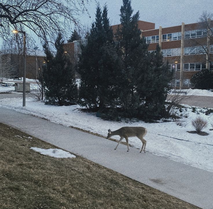 a deer is walking down the sidewalk in front of a building on a snowy day