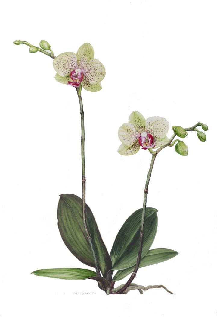 two white orchids with green leaves on a white background