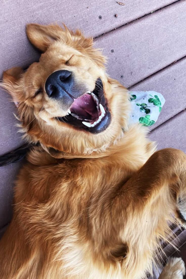 a brown dog laying on top of a wooden bench with its mouth open and tongue out