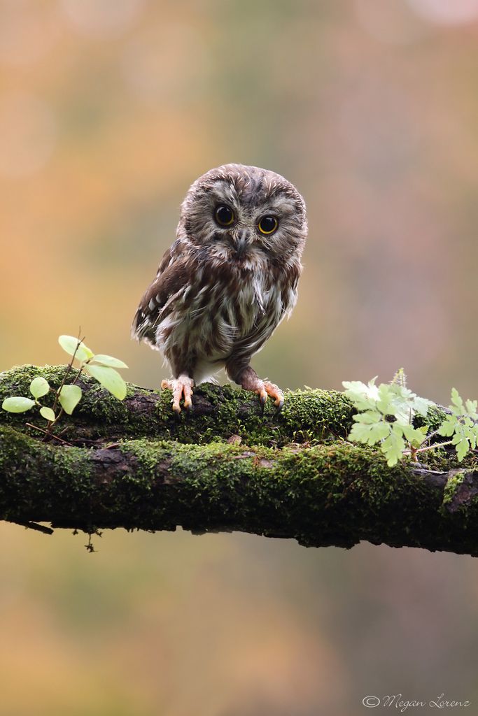 Northern Saw-Whet Owl Mountsberg  Canon Asia - EOS 100D Advertising Campaign, Exclusive 1-Year License Saw Whet Owl, Beautiful Owl, Owl Bird, Baby Owls, Pretty Birds, Cute Owl, For The Birds, Birds Of Prey, Always Love You