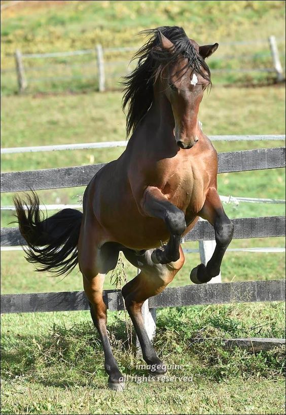 a horse that is standing on its hind legs in front of a fence and grass