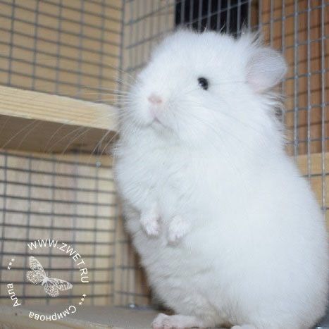 a small white hamster sitting on top of a wooden shelf