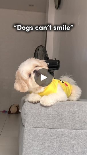 a white dog wearing a yellow shirt and holding a blow dryer in it's mouth