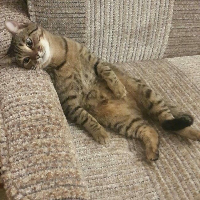 a cat laying on its back on a couch