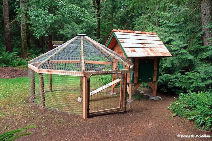 a chicken coop in the middle of a forest