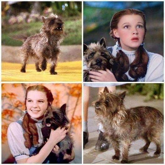 there are four pictures of the same woman with dogs in her hands and one is holding a dog