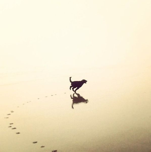 a dog is walking on the beach with its paw in the sand and footprints behind it