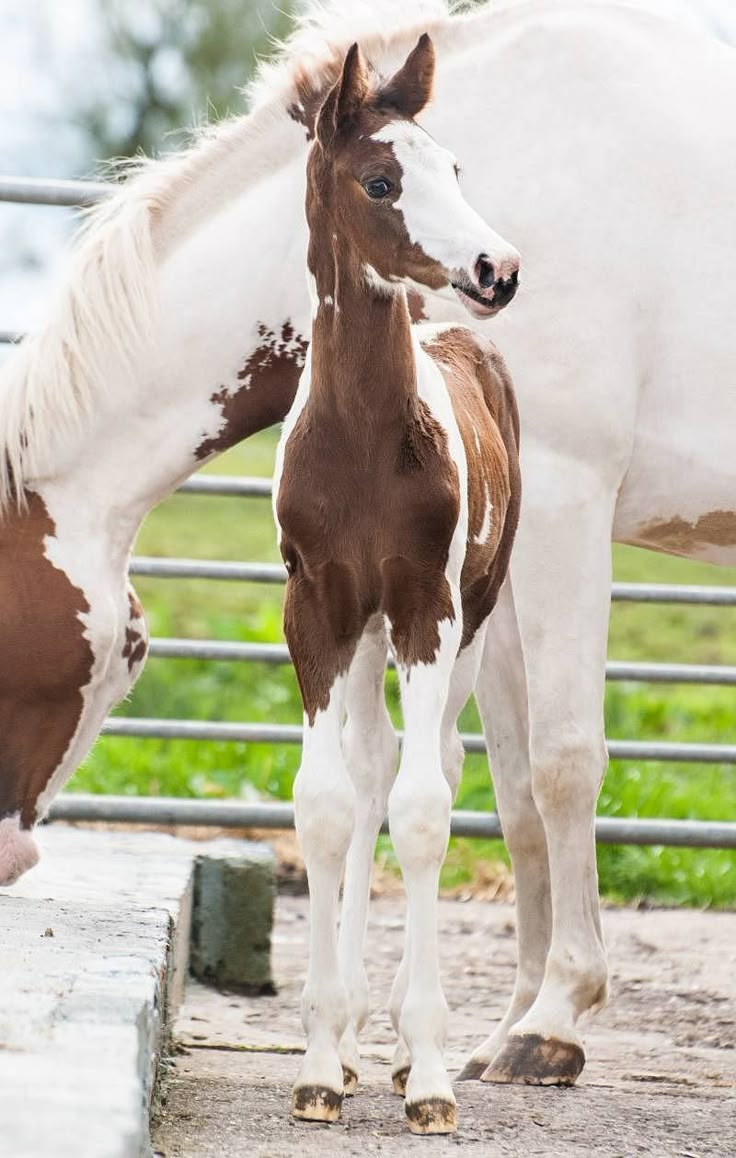 a brown and white horse standing next to a baby horse on top of a dirt field