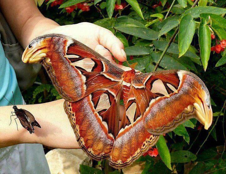 a person holding a large butterfly in their hand with two bugs on it's arm