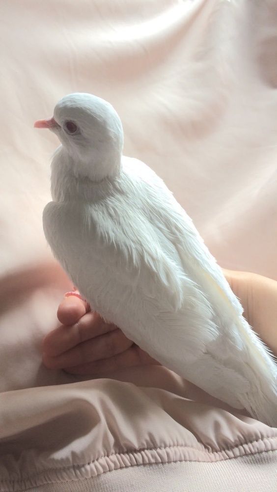 a small white bird sitting on someone's hand in the bed with it's wings spread wide open