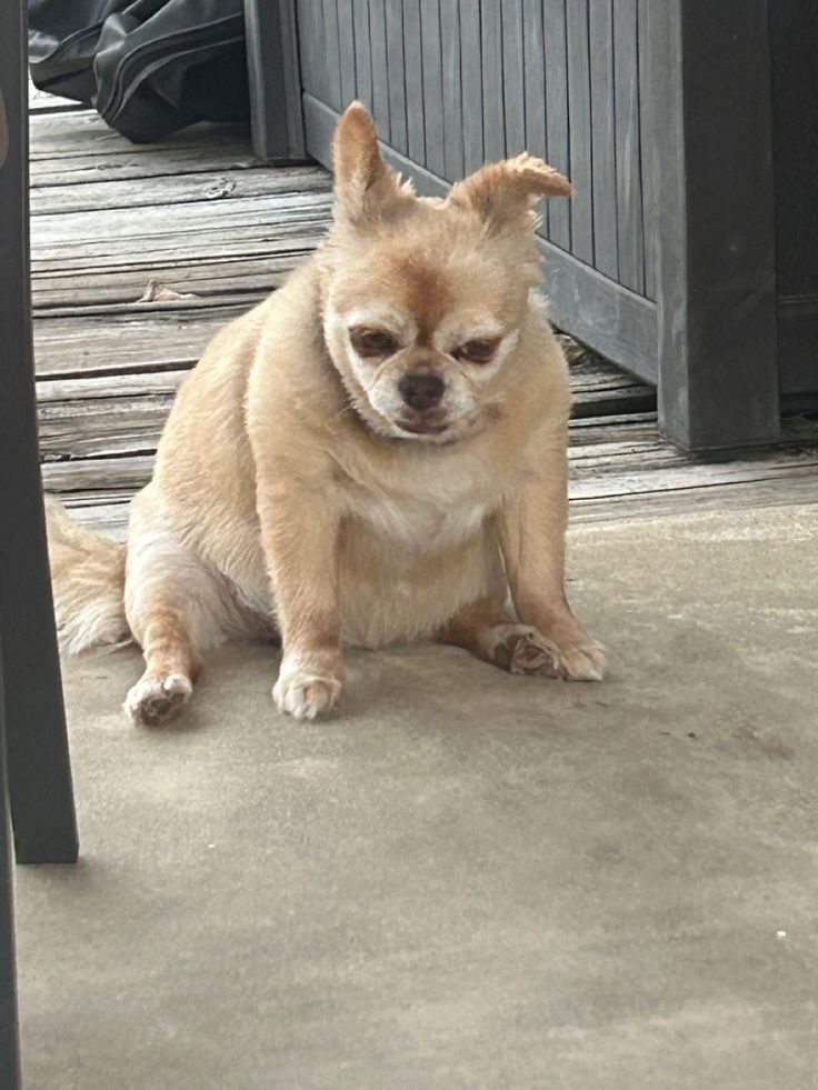 a small brown dog sitting on top of a cement floor