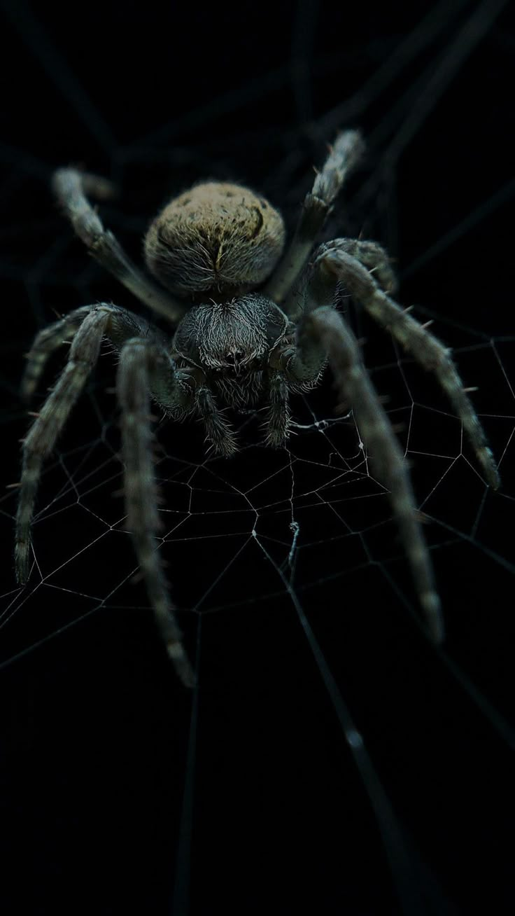 a large spider sitting on top of a web