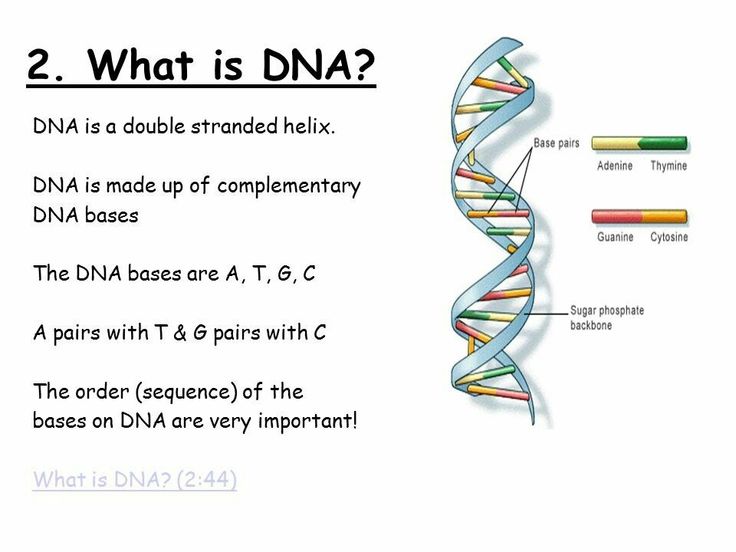 a diagram of the structure of a gene