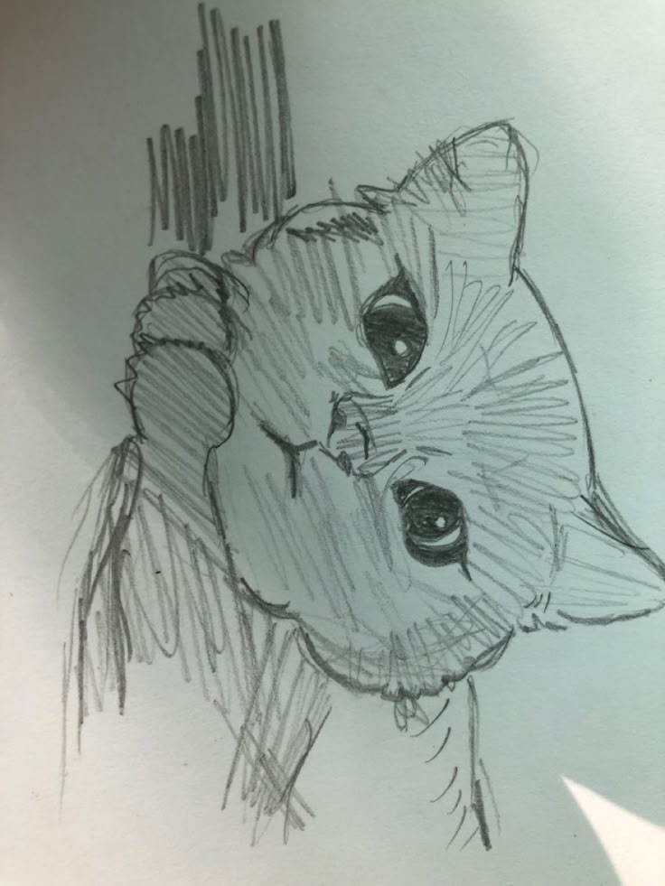 a drawing of a cat with one eye open