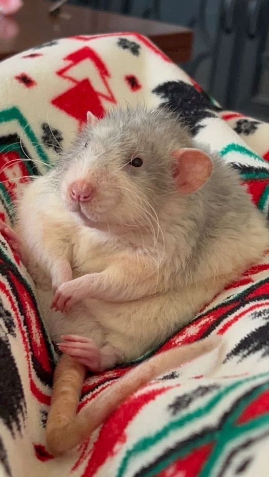 I Love Rat | Facebook Weird Rats, Rex Rat, Dumbo Rat, Pet Rat, Funny Rats, Bad Reputation, Cute Rats, A Rat, Miss Him