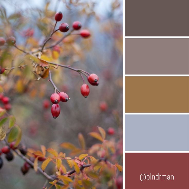 the color palette is brown, red and gray with some berries on it's branches