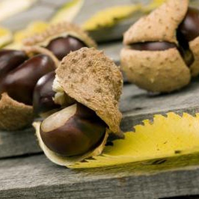 Buckeye nuts make for some fun, creative craft ideas. Chestnut Crafts, How To Make Buckeyes, Nut Crafts, Ohio Pictures, Buckeye Crafts, Buckeye Tree, Buckeye Nut, Get Rid Of Spiders, Varicose Vein Remedy