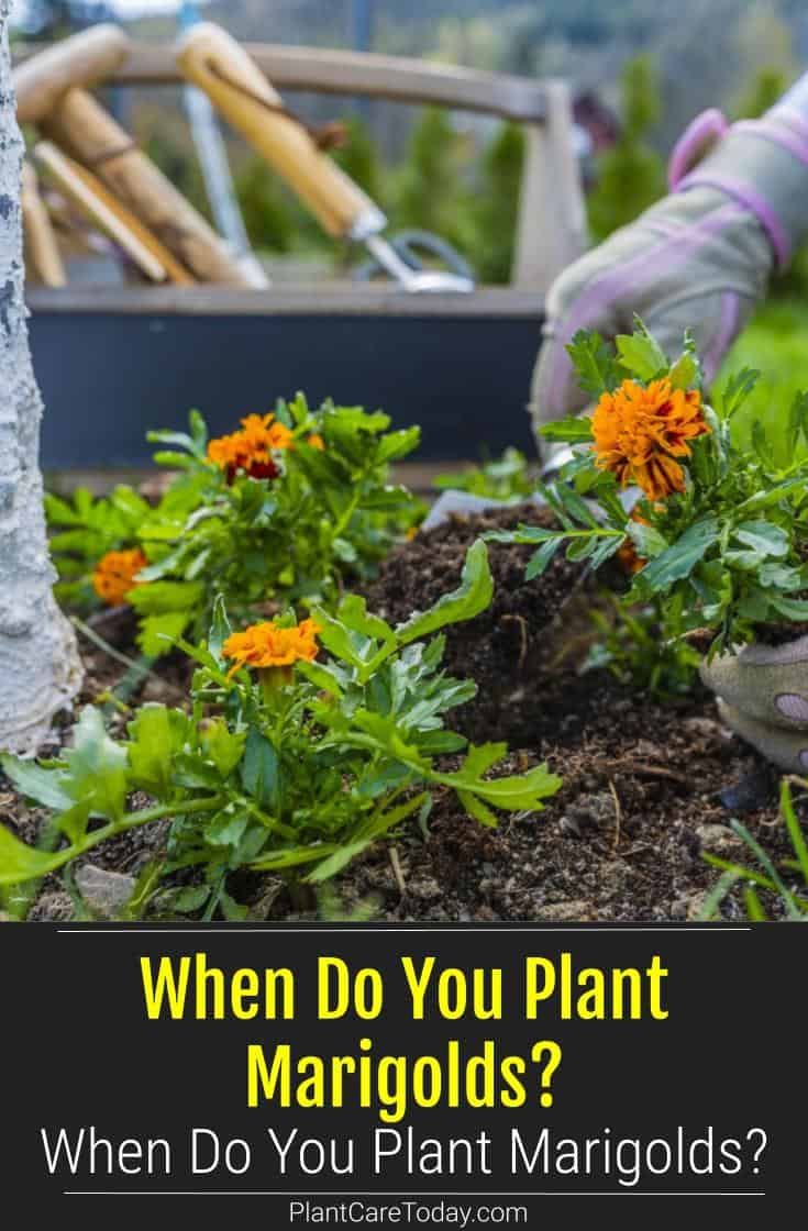 someone is gardening in the garden with orange flowers and text that reads, when do you plant marriods?