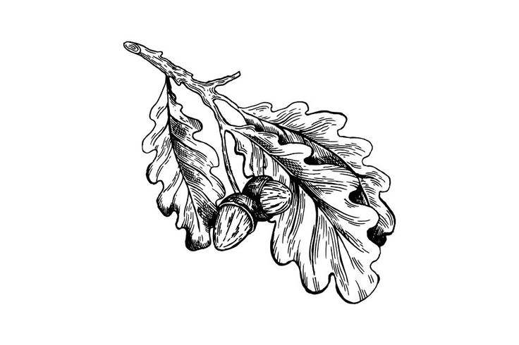 an oak leaf and acorns on a branch with leaves drawn in black ink