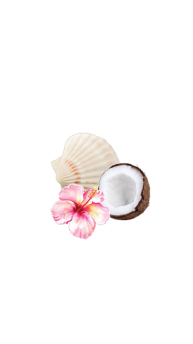 a coconut and flower on a white background