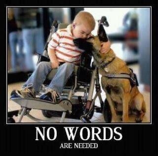 a young boy in a wheelchair petting a dog