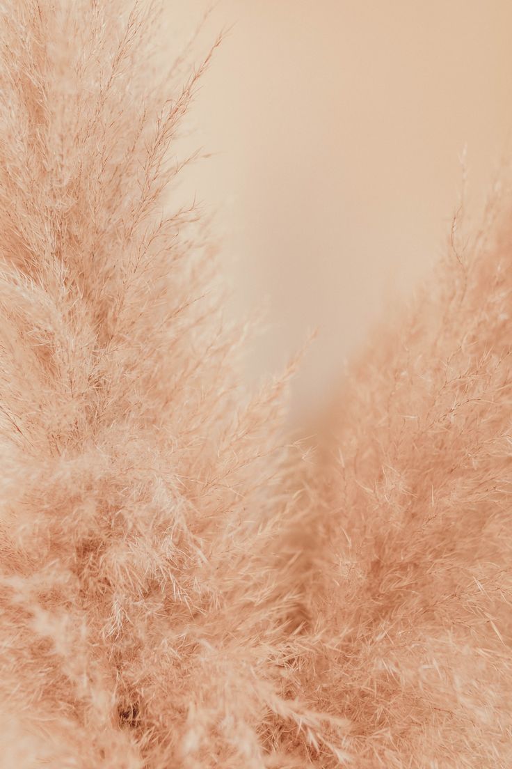 Pampas Grass Pictures | Download Free Images on Unsplash | Grass ...