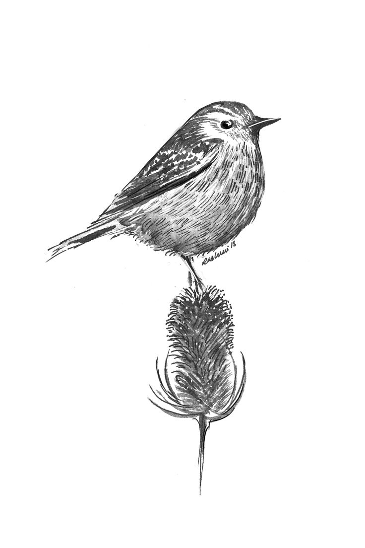 a drawing of a bird sitting on top of a flower