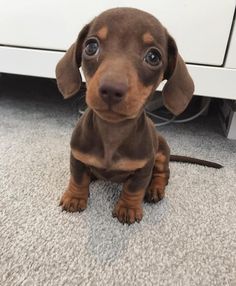 a small brown and black dog sitting on top of a carpet next to a white cabinet