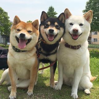 three dogs are sitting in the grass with their mouths open