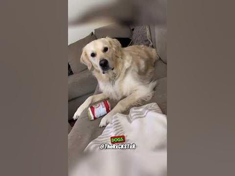 a dog sitting on top of a couch with a can of soda in it's mouth