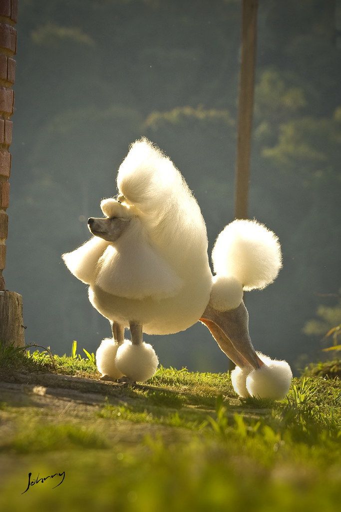 a white poodle standing on its hind legs in front of a brick wall and grass