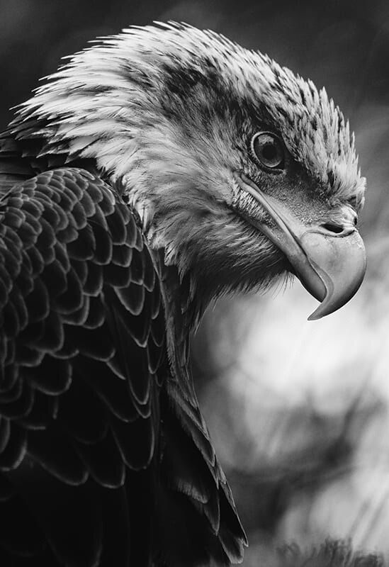 a black and white photo of an eagle's head with its beak open in front of the camera