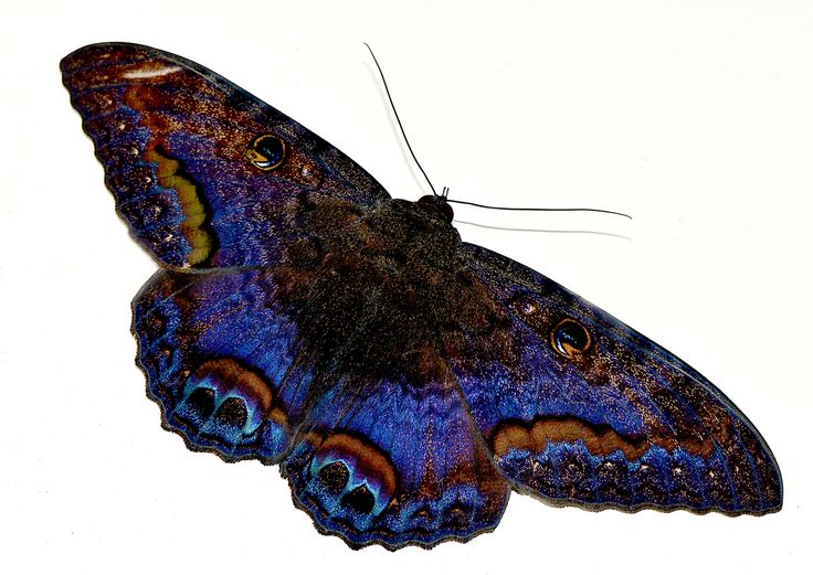 a large blue butterfly sitting on top of a white surface