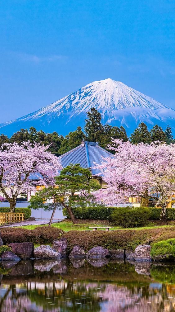 the mountain is covered in snow and cherry blossoms