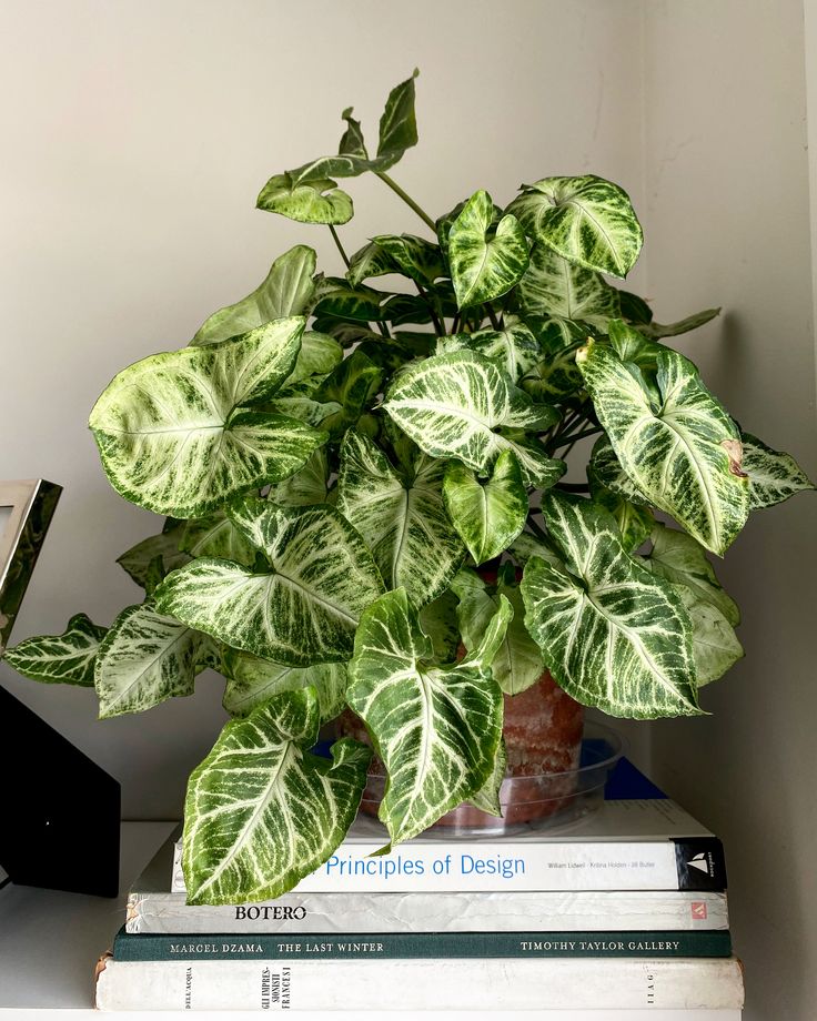 a potted plant sitting on top of some books