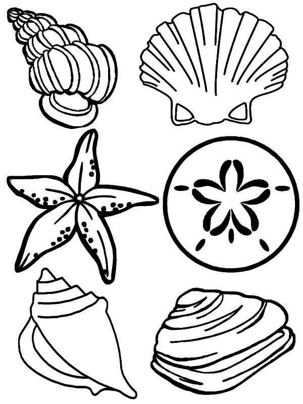 seashells and starfish coloring pages for kids to print out on the beach