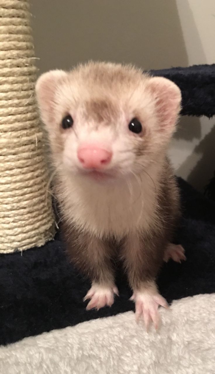 a small ferret sitting on top of a bed next to a cat scratching post