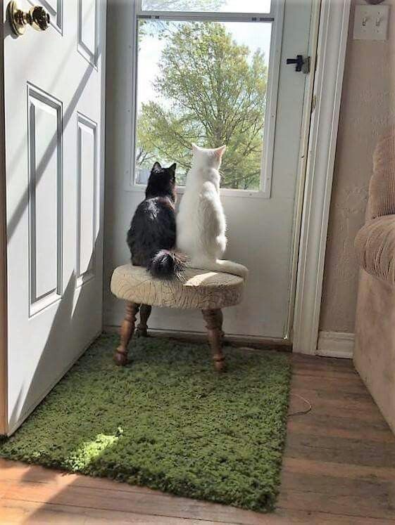 two cats are sitting on a bench looking out the window at the grass in front of them