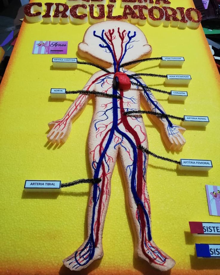 tomado de:https://www.facebook.com/Creacionesarnao07/photos/pcb.404701940122152/404701910122155/?type=3&theater Circulatory System Projects, Body Systems Project, Animal Cell Project, Excretory System, Cells Project, Biology Projects, Craft Work For Kids, Homeschool Projects, Caricature Sketch