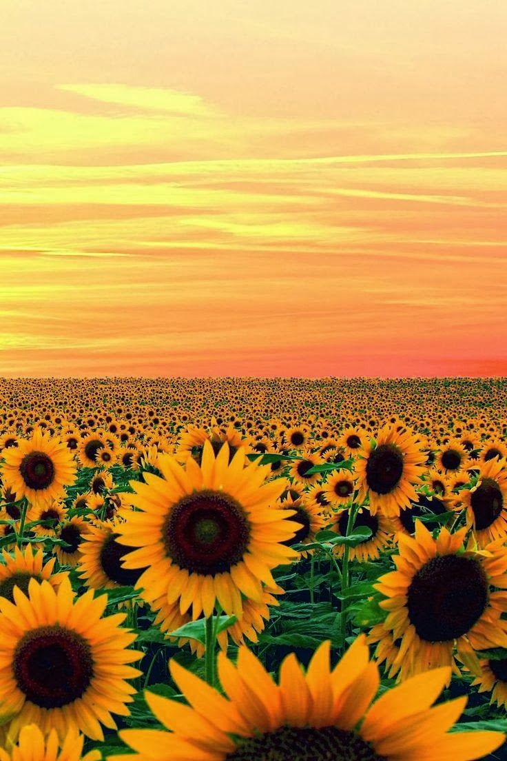 a field full of sunflowers with the words lovely thursday on it