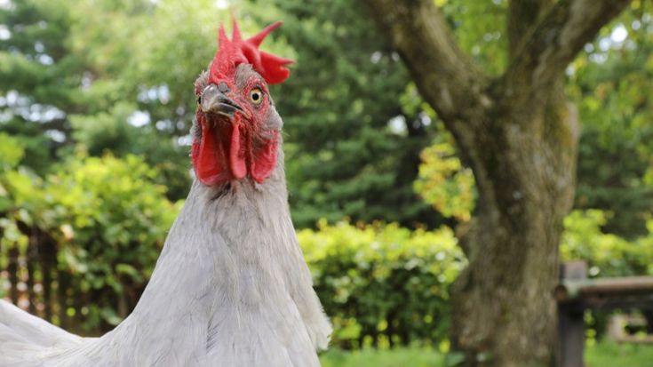 Chickens for Backyards