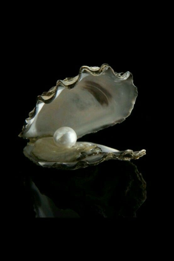 an oyster shell with two pearls in it on a black background, the image is very dark