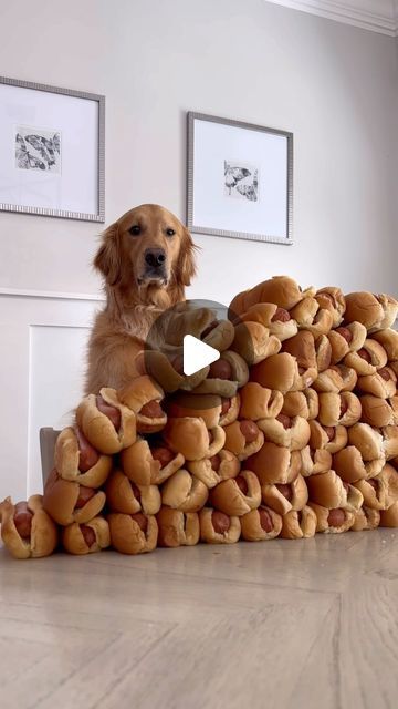 a dog sitting on top of a pile of bread