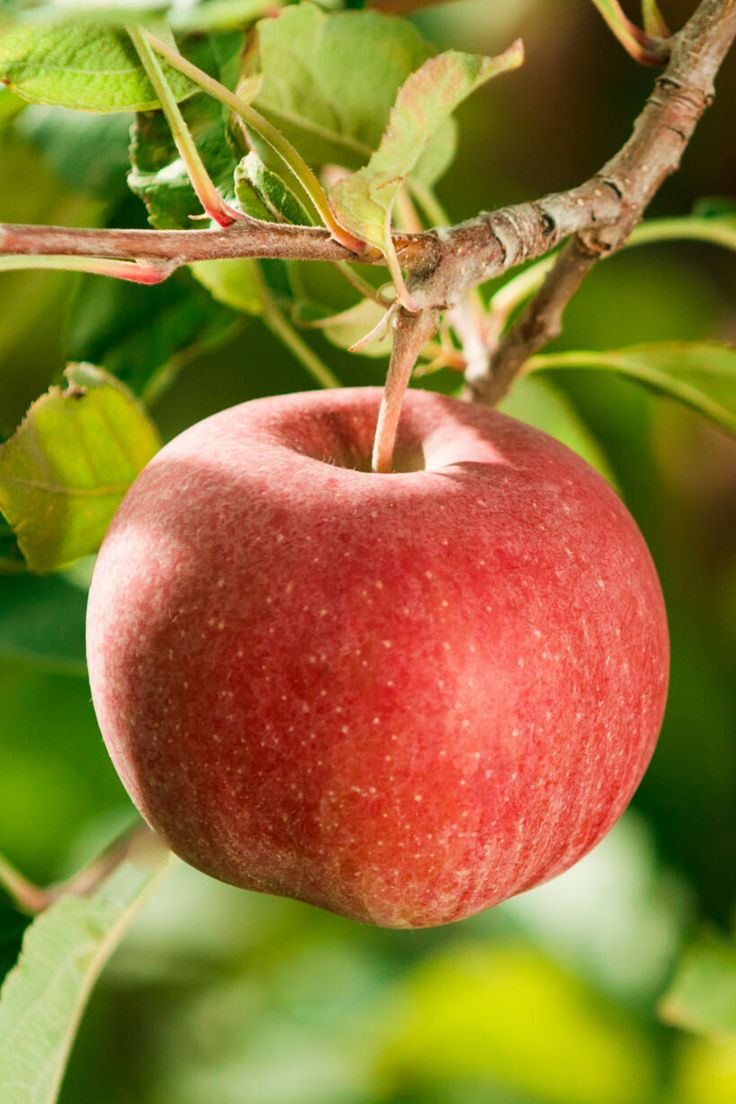 an apple hanging from a tree branch with leaves