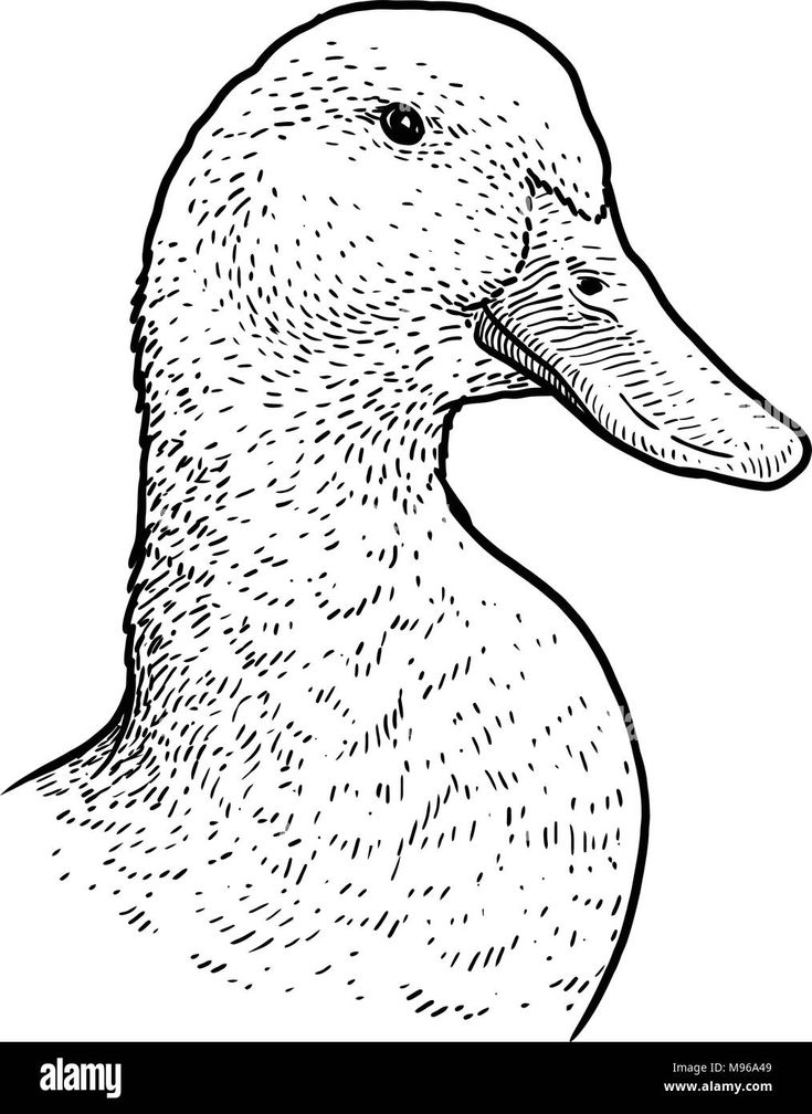 a black and white drawing of a duck - stock image