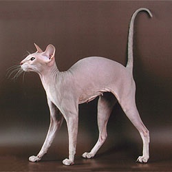 a sphy cat standing on top of a brown floor next to a white wall