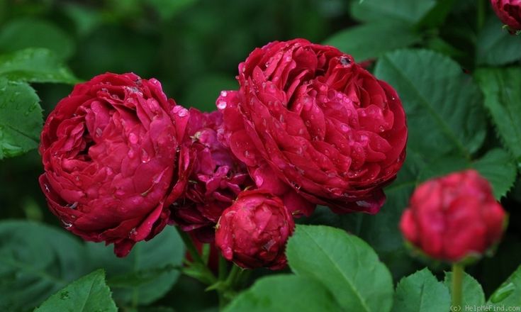 some red flowers with green leaves and water droplets on them, in the middle of a garden