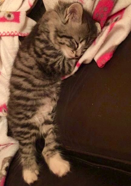 a small kitten sleeping on top of a couch covered in blankets and pillows with its eyes closed