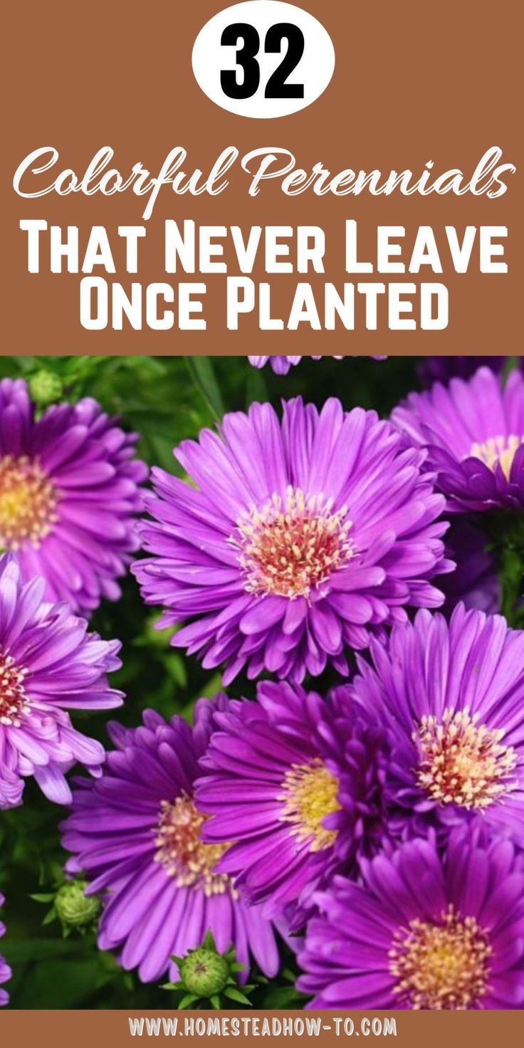 purple flowers with text overlay that says, colorful perennials that never leave once planted