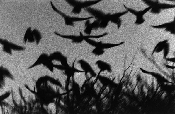 black and white photograph of birds flying in the sky